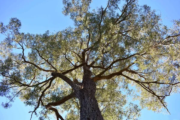 Uma Grande Árvore Eucalipto Olhando Chão Para Cima — Fotografia de Stock