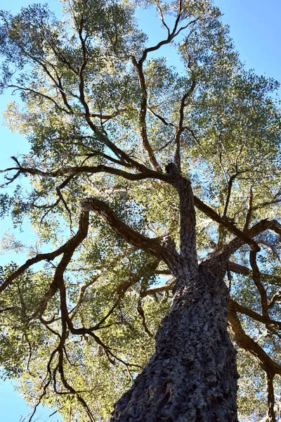 Uma Grande Árvore Eucalipto Olhando Chão Para Cima — Fotografia de Stock
