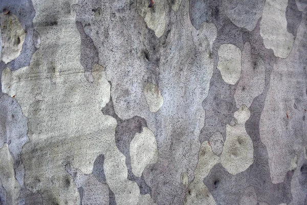 Close Trunk Eucalyptus Tree — Stock Photo, Image