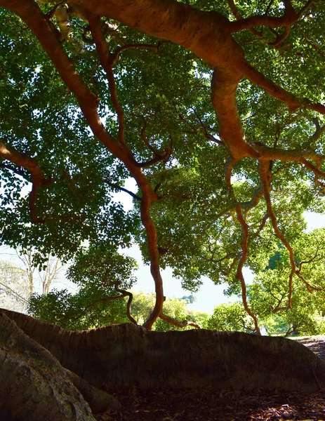 100 Year Old Very Large Fig Tree — Stock Photo, Image