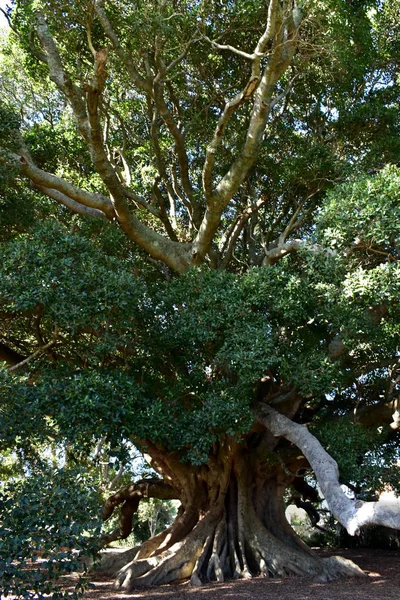 100 Yaşında Çok Büyük Incir Ağacı — Stok fotoğraf