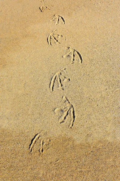 Impronte Pelican Piede Nella Sabbia — Foto Stock