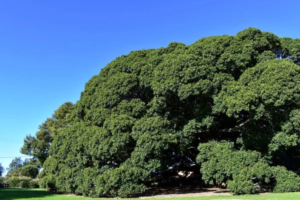 Bir Çok Büyük Çok Eski Incir Ağacı — Stok fotoğraf