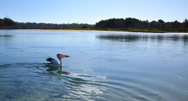 Ein Pelikan Schwimmt Mit Einem Fisch Maul — Stockfoto