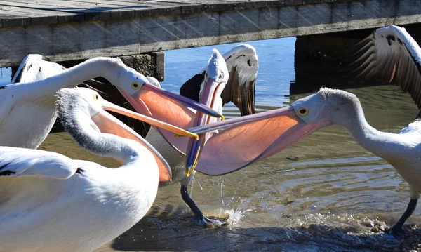 Grup Pelicani Debarcader — Fotografie, imagine de stoc