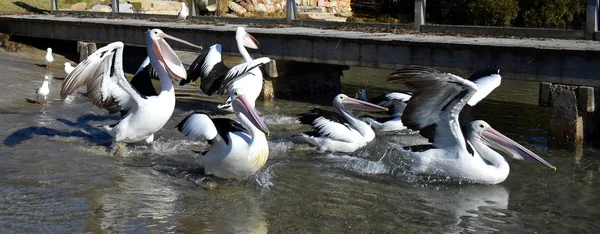 Pescăruși Pelicani Debarcader — Fotografie, imagine de stoc