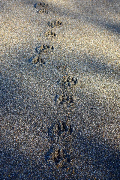 Dog footprints in the sand.