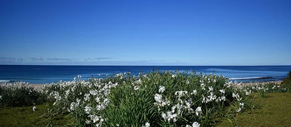 Weiße Blumen Einem Strand — Stockfoto