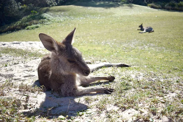 Kangaroo Resting Grass — Stock Photo, Image