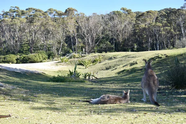 Mother Joey Kangaroo Resting Grass — Stock Photo, Image