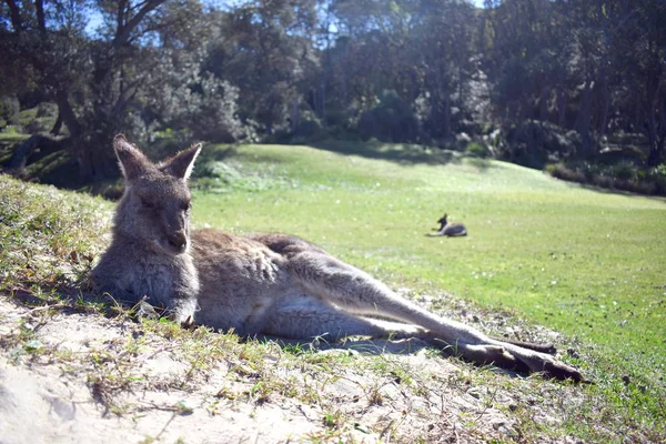 Canguro Descansando Sobre Hierba — Foto de Stock