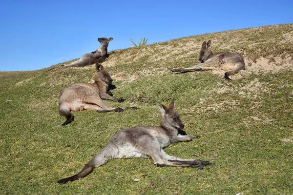 Grupo Canguros Descansando Una Colina — Foto de Stock