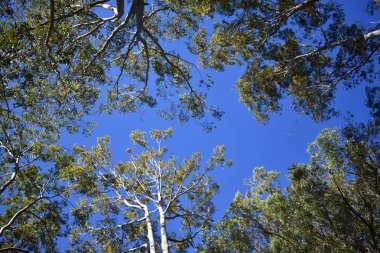 Sıfırdan büyük okaliptüs ağaçları