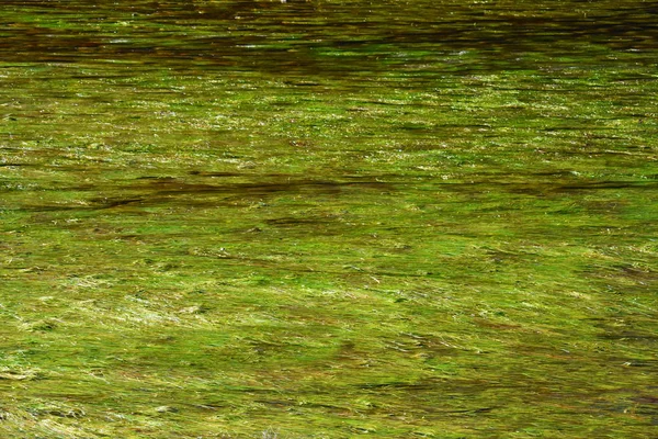 Australischer Fluss Zeigt Grüne Algen — Stockfoto