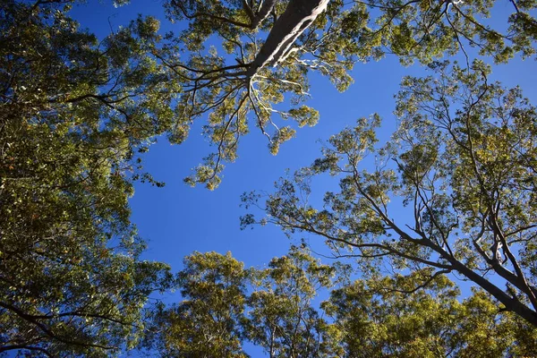 Grote Eucalyptusbomen Van Grond — Stockfoto