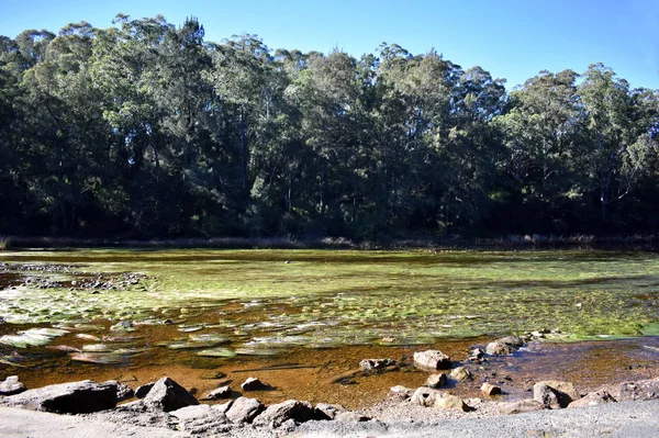 Australische Rivier Weergegeven Groene Zeewier — Stockfoto