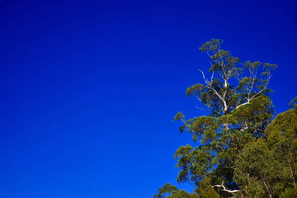 Grande Albero Eucalipto Terra — Foto Stock