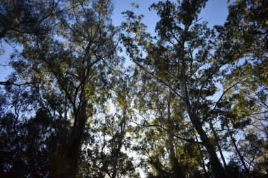 Sıfırdan büyük okaliptüs ağaçları