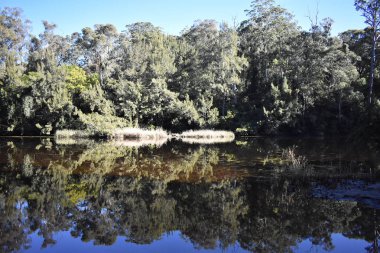 Ağaçları ile Avustralyalı bir nehir