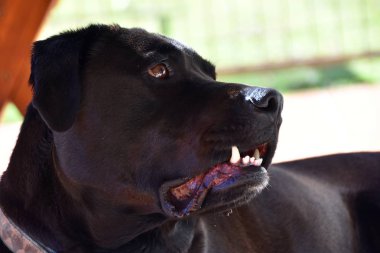 Dişlerini ile siyah Labrador portresi