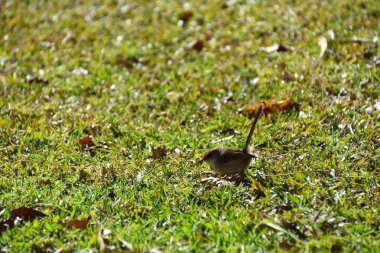 Bir kadın Superb peri-Wren çim