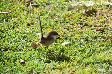 Bir kadın Superb peri-Wren çim