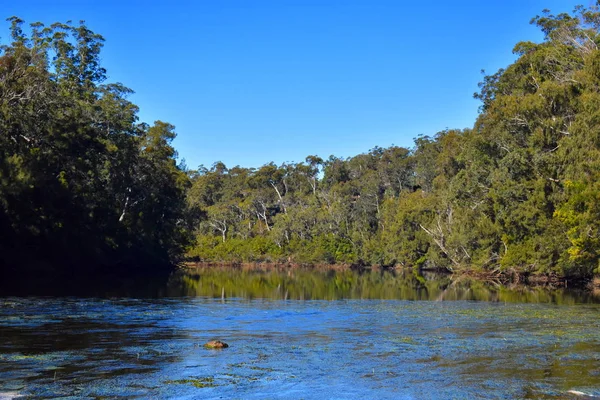 澳大利亚的一条河流 有树木反射在水面上 — 图库照片
