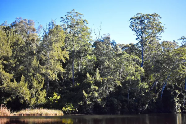 Een Australische Rivier Met Bomen — Stockfoto