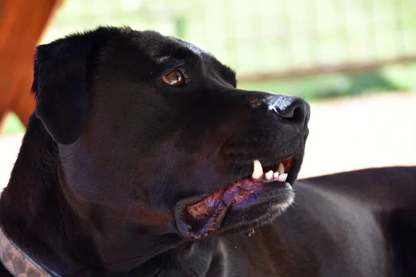 Ett Porträtt Svart Labrador Med Tänderna — Stockfoto