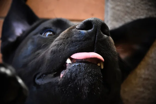 Bliska Twarz Czarny Labrador Jego Język Się — Zdjęcie stockowe