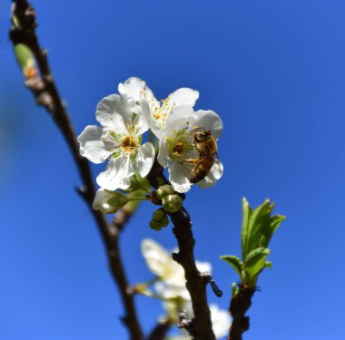 Beyaz meyve çiçek pollinating arılar