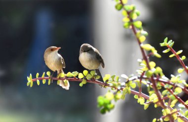 Two Superb Fairy-Wren sitting in a Money Tree clipart