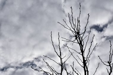 Çıplak ağaca arka planda bulutlar ile