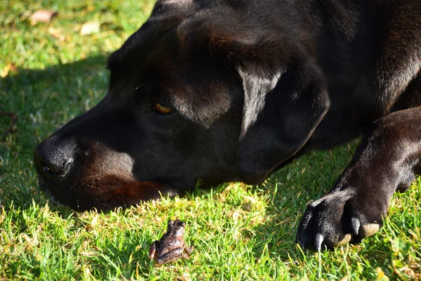 Ein Schwarzer Labrador Gras Mit Seinem Freund Einem Frosch — Stockfoto