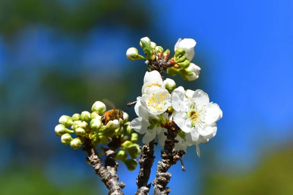 Abejas Polinizando Flores Frutales Primavera — Foto de Stock