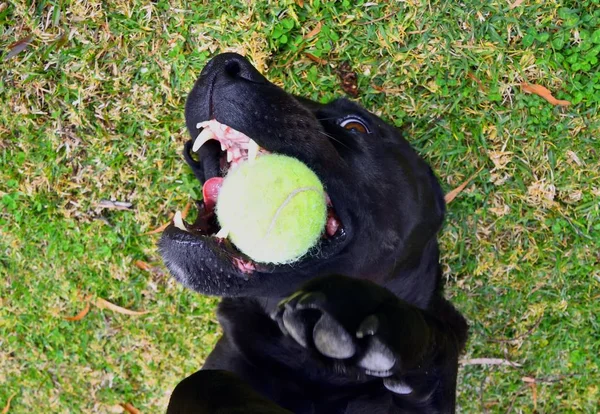 Sırt Üstü Döşeme Bir Tenis Topu Ile Oynayan Siyah Labrador — Stok fotoğraf