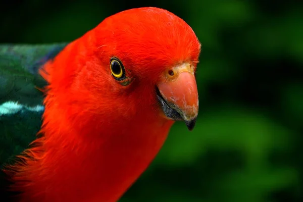 Roi Mâle Perroquet Croquant Sur Les Graines Oiseaux — Photo