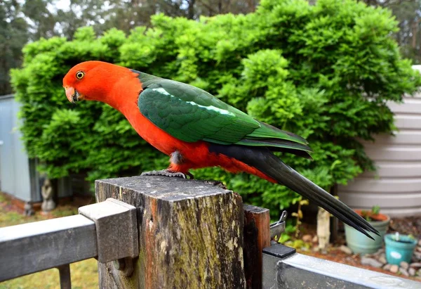 Papoušek Královský Muž Sedí Plotě — Stock fotografie