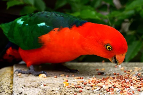 Egy Férfi Király Papagáj Eszik Egy Pad — Stock Fotó