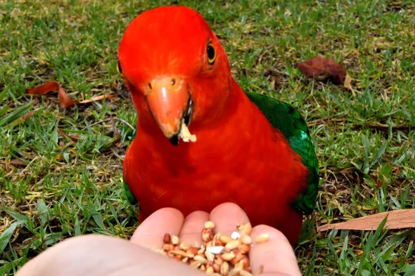 Mão Alimentando Sementes Para Papagaio Rei Macho — Fotografia de Stock