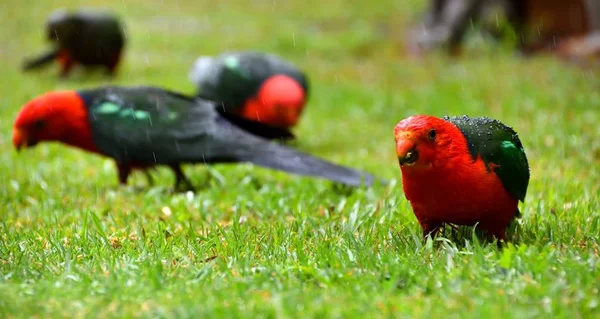 Female Male King Parrots Rain Grass — Stock Photo, Image