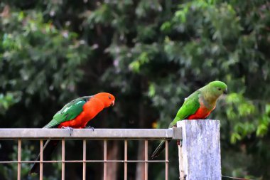 İki birbirleri ile bir çit flört papağan Kral