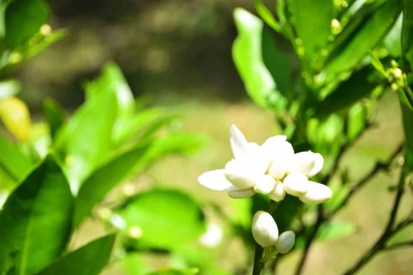 Citronnier Fleurissant Printemps — Photo