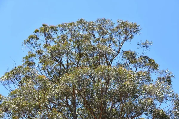 Een Grote Eucalyptus Boom Uit Grond — Stockfoto