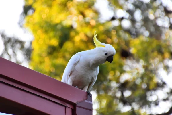 Wild Cockatoo Red Roof — Stock Photo, Image
