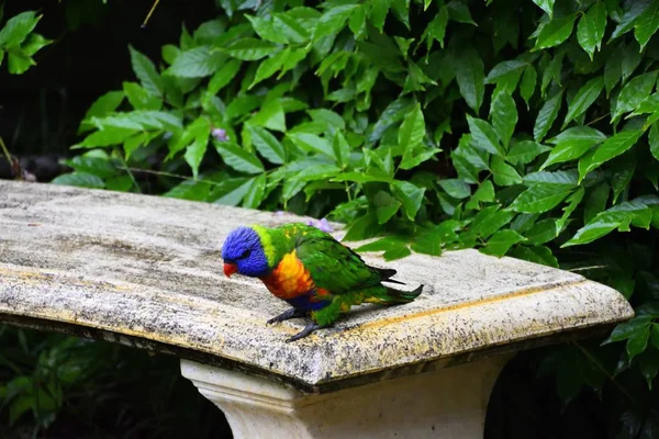 Lori Arco Iris Salvaje Asiento Piedra —  Fotos de Stock