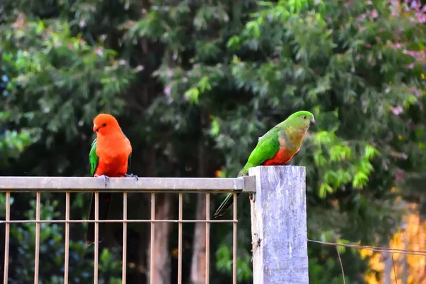 Two King Parrots Flirting Each Other Fence — Stock Photo, Image