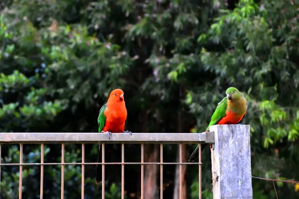 Two King Parrots Flirting Each Other Fence — Stock Photo, Image