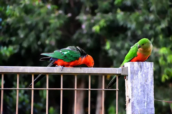Dois Papagaios Rei Flertando Com Outro Uma Cerca — Fotografia de Stock