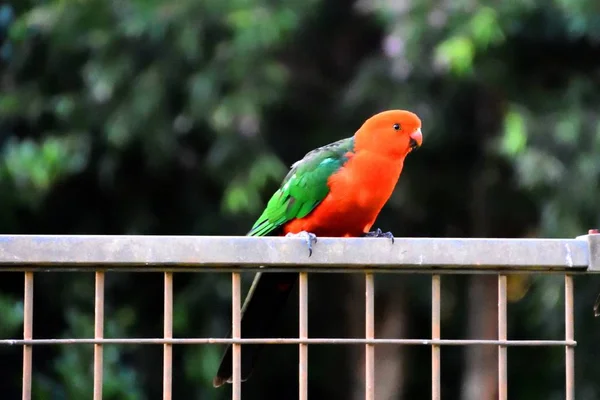 Король Попугай Сидящий Заборе — стоковое фото
